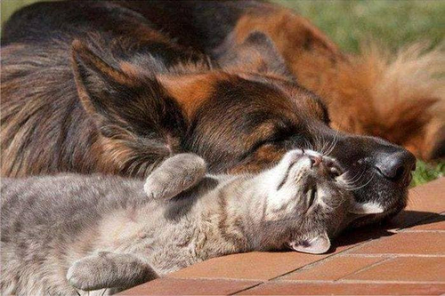 *Если кошка дружит с собакой — они росли вместе!*