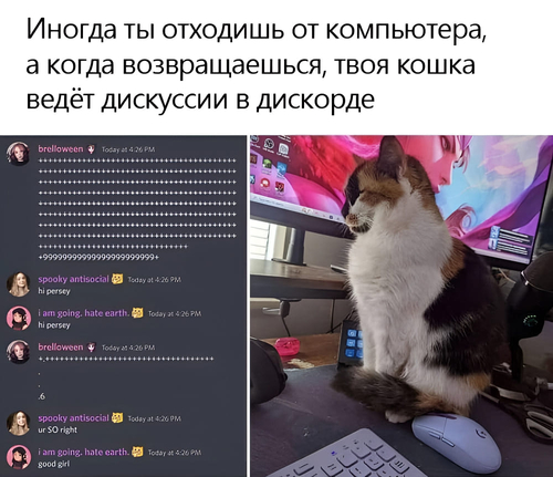 *Иногда ты отходишь от компьютера, а когда возвращаешься, твоя кошка ведёт дискуссии в дискорде*