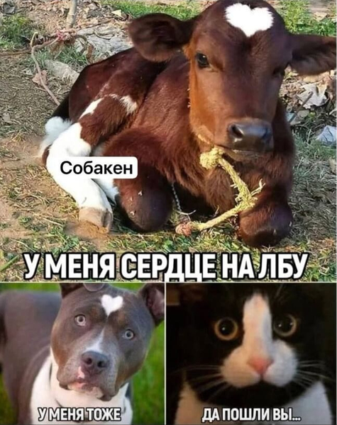 Корова:
– У меня сердце на лбу.
Собакен:
– У меня тоже!
Котик:
– Да пошли вы...