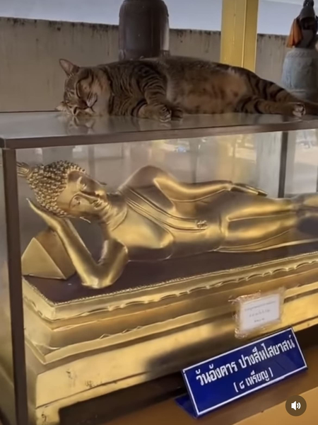 *Котик в музее*
