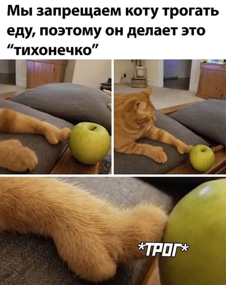 Мы запрещаем коту трогать еду, поэтому он делает это «тихонечко».