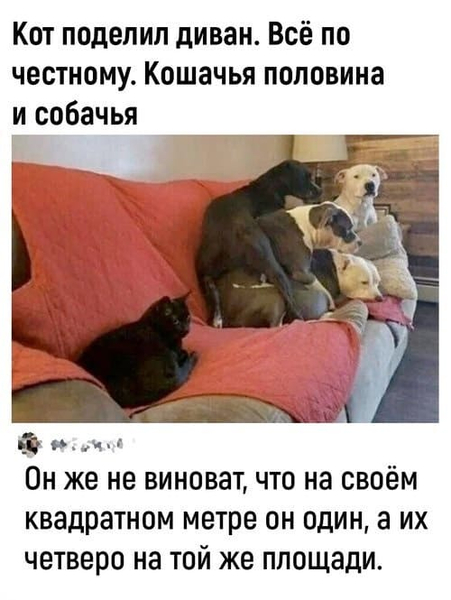 – Кот поделил диван. Всё по честному. Кошачья половина и собачья.
– Он же не виноват, что на своём квадратном метре он один, а их четверо на той же площади.