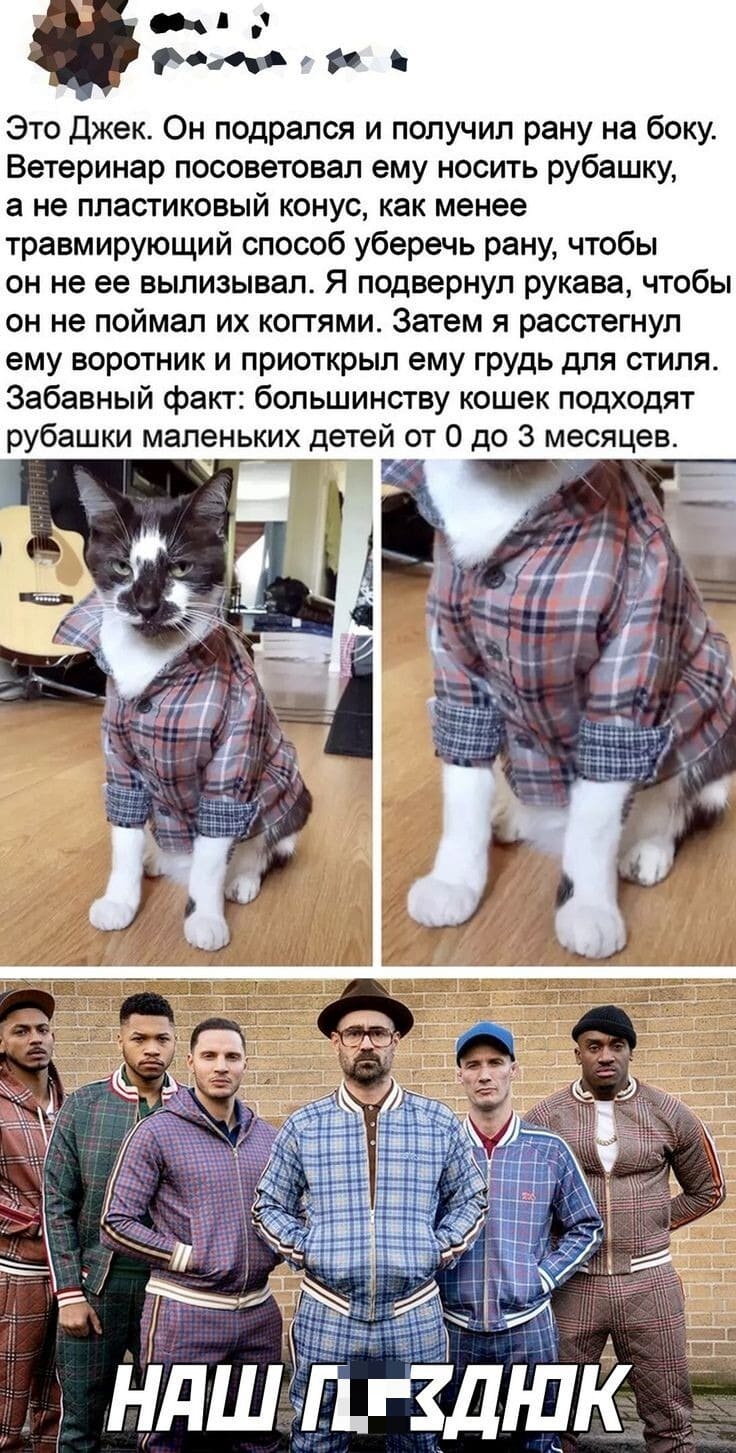 Это Джек. Он подрался и получил рану на боку. Ветеринар посоветовал ему носить рубашку, а не пластиковый конус, как менее травмирующий способ уберечь рану, чтобы он не ее вылизывал. Я подвернул рукава, чтобы он не поймал их когтями. Затем я расстегнул ему воротник и приоткрыл ему грудь для стиля. Забавный факт: большинству кошек подходят рубашки маленьких детей от 0 до 3 месяцев.