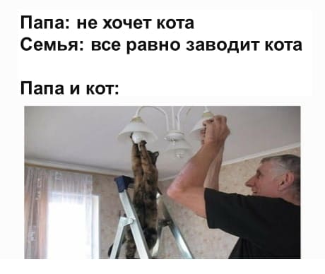 Папа: *не хочет кота*
Семья: *всё равно заводит кота*
Папа и кот: *чинят люстру*