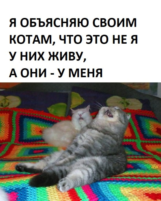 *Я ОБЪЯСНЯЮ СВОИМ КОТАМ, ЧТО ЭТО НЕ Я У НИХ ЖИВУ, А ОНИ-У МЕНЯ*