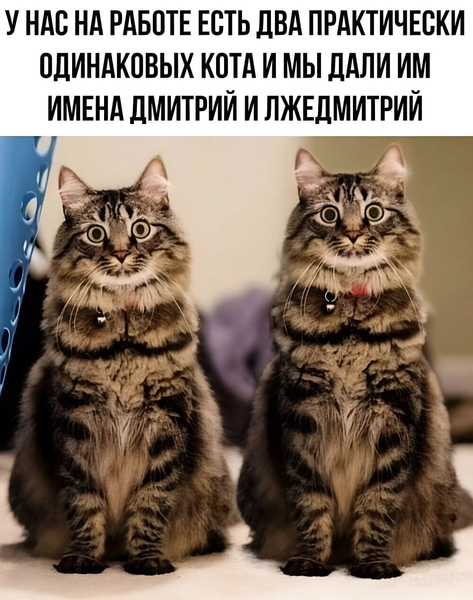 *У нас на работе есть два практически одинаковых кота и мы дали им имена Дмитрий и Лжедмитрий*