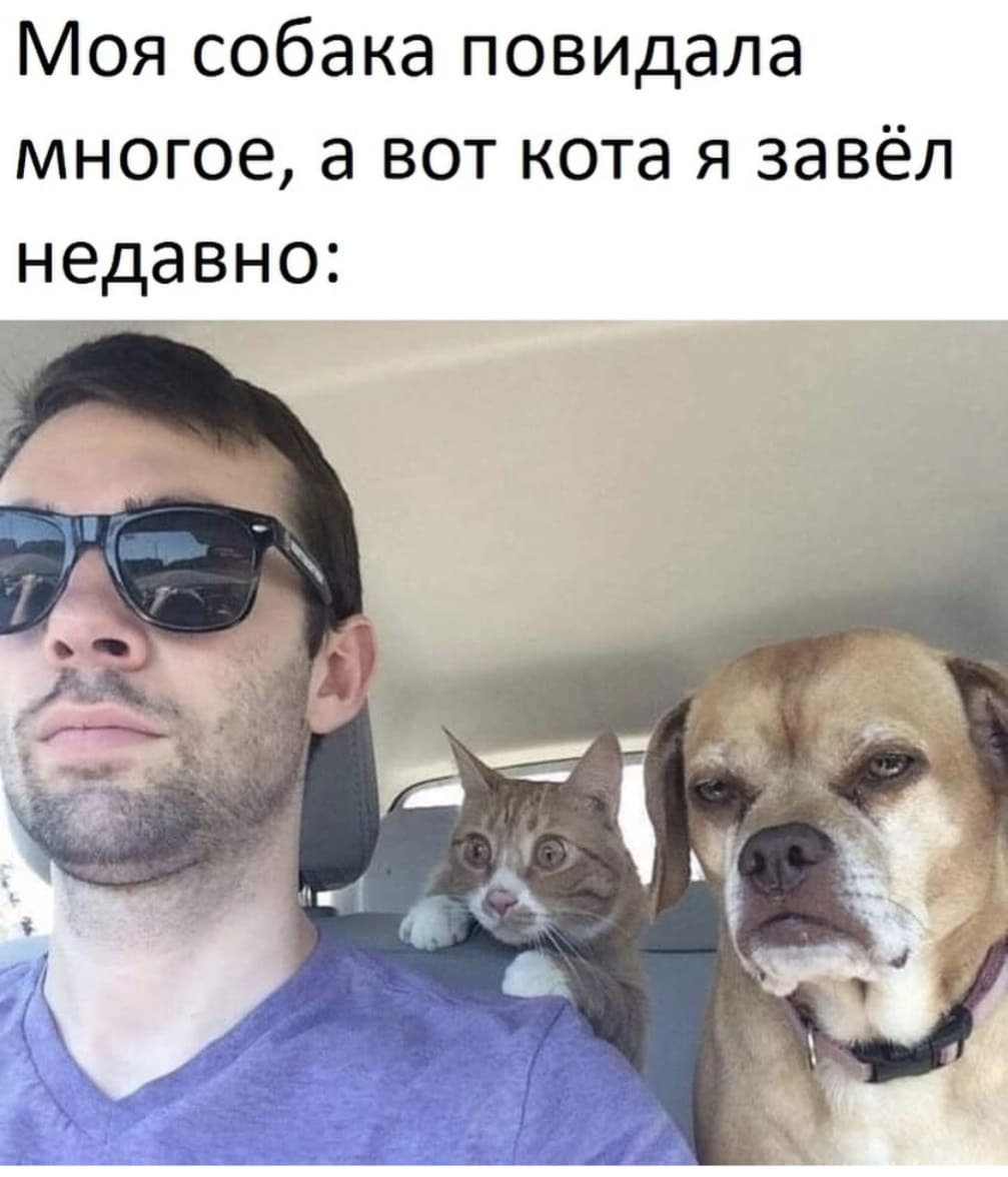 *Моя собака повидала многое, а вот кота я завёл недавно*