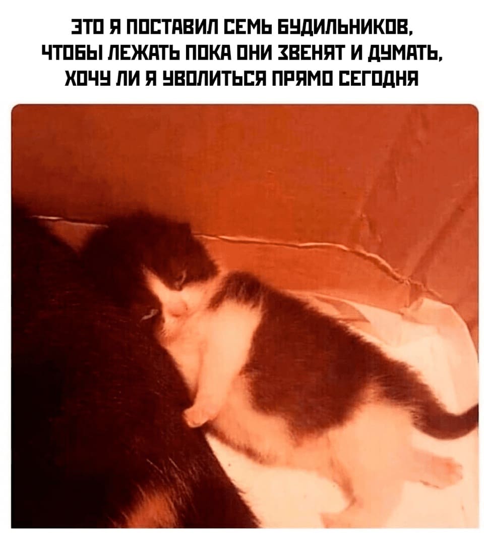 *Это я поставил семь будильников, чтобы лежать пока они звенят и думать, хочу ли я уволиться прямо сегодня*