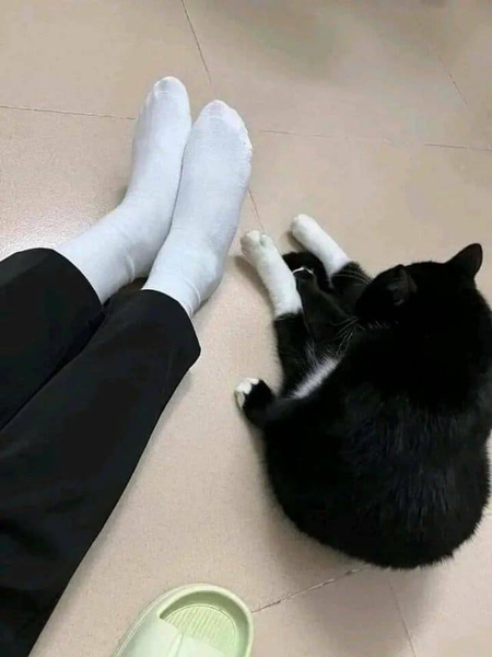*Носочки (Сидим с котиком в белых носочках)*