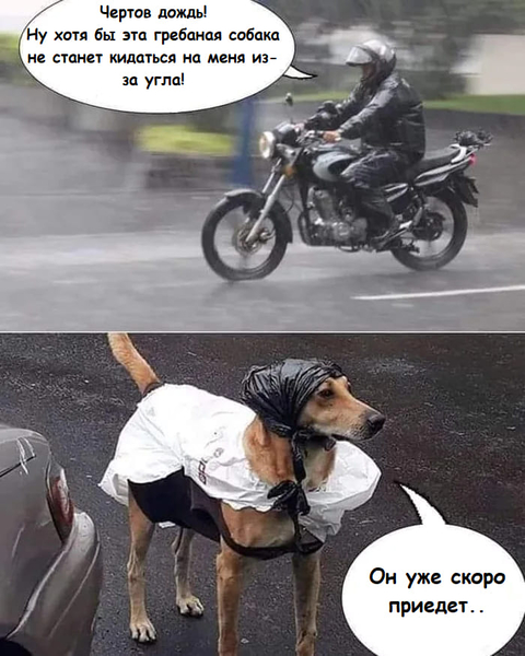 Мотоциклист:
– Чёртов дождь! Ну хотя бы эта грёбаная собака не станет кидаться на меня из-за угла!
Собака из-за угла:
– Он уже скоро приедет..