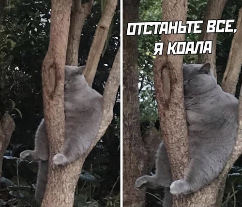 Кот сидящий на дереве:
*Отстаньте, я коала*