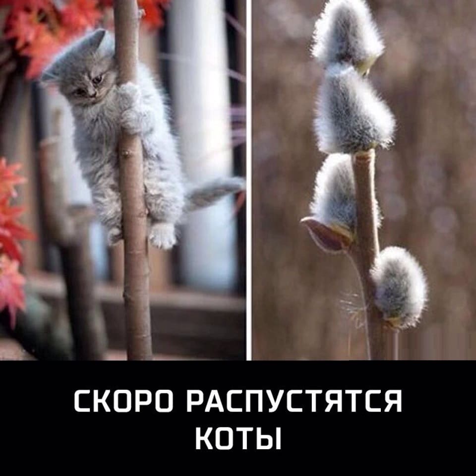 *СКОРО РАСПУСТЯТСЯ КОТЫ*