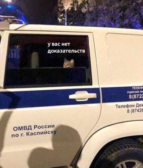 *Кот пойман и обезврежен*