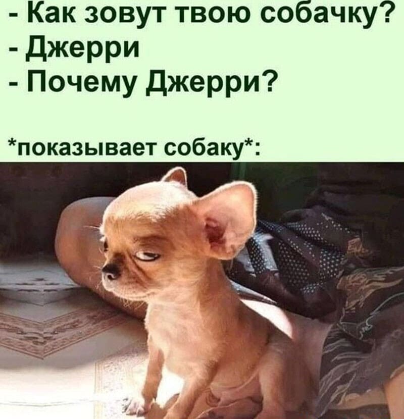 – Как зовут твою собачку?
– Джерри.
– Почему Джерри?
*Показывает собаку*