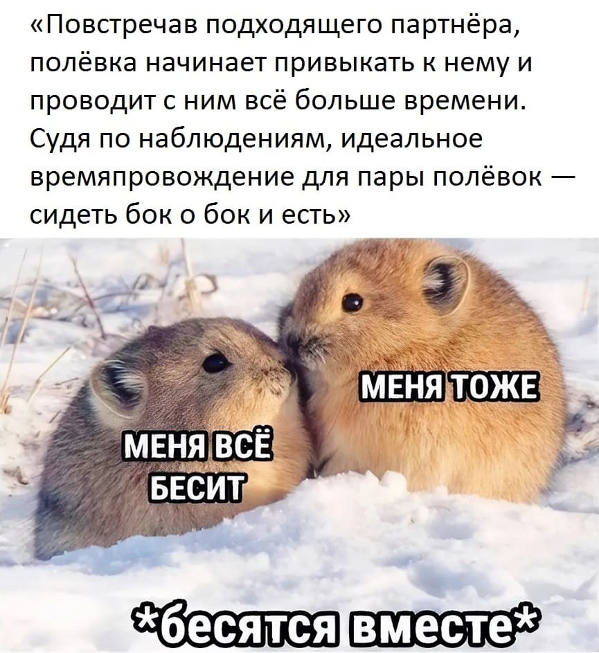 «Повстречав подходящего партнёра, полёвка начинает привыкать к нему и проводит с ним всё больше времени. Судя по наблюдениям, идеальное времяпровождение для пары полёвок — сидеть бок о бок и есть».