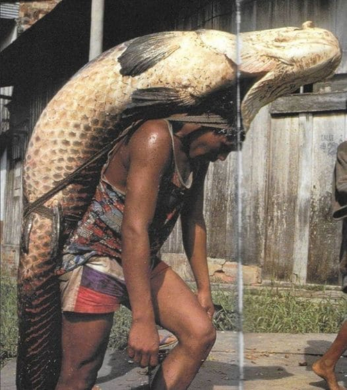 *Перуанский рыбак несёт тропическую пресноводную рыбу арапайма, чтобы продать её на базаре в Икитосе, Перу, 1993 год*