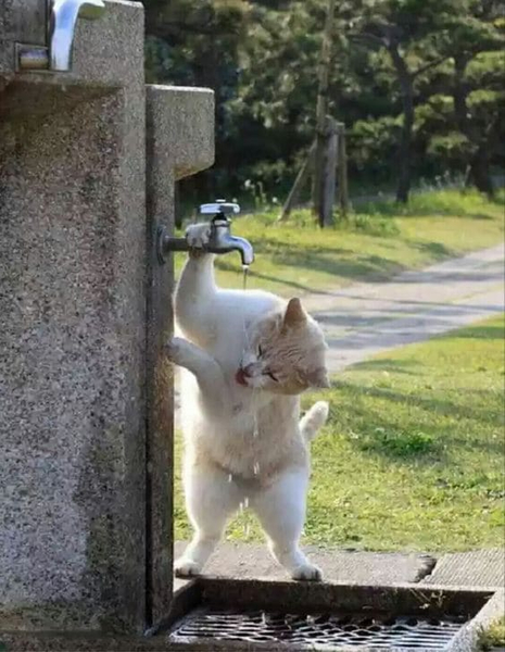 *Котик пьёт воду*