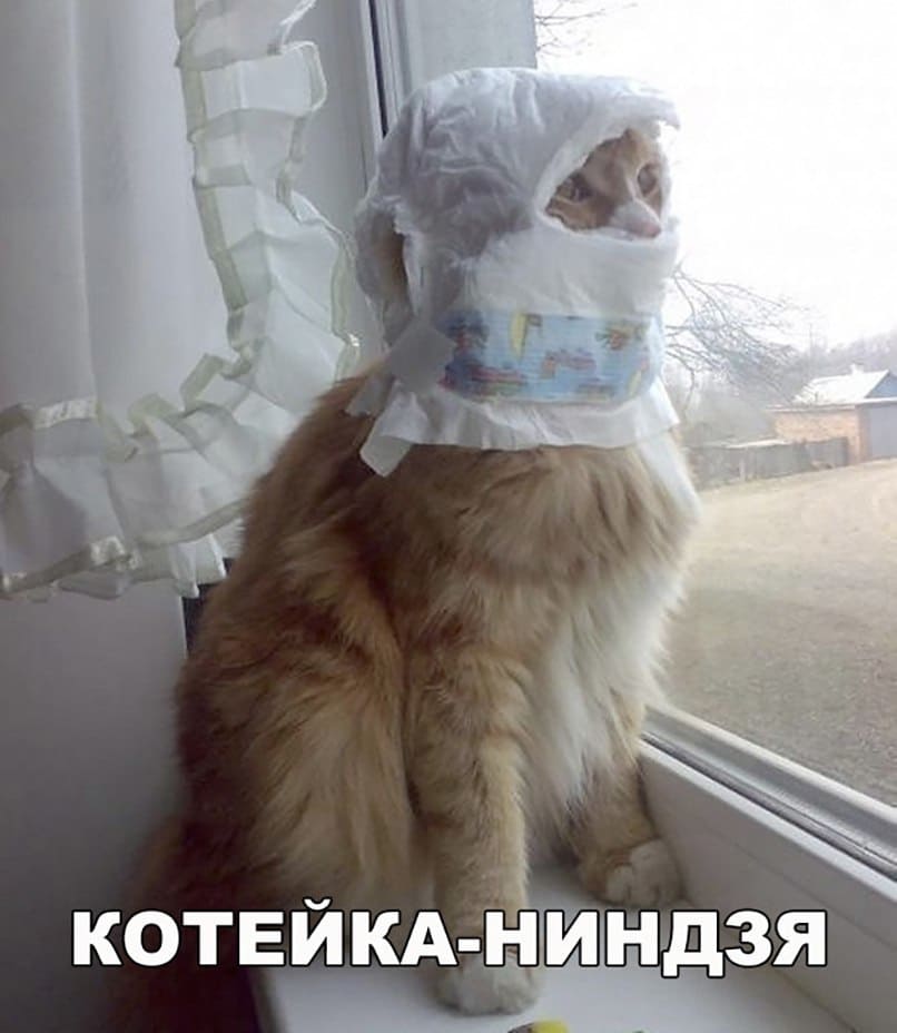 *Котейка-ниндзя*