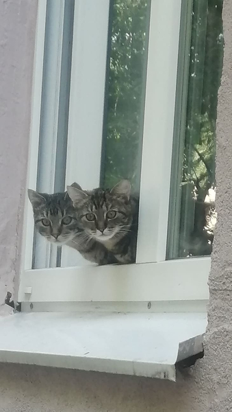 *Два симпатичных котика*