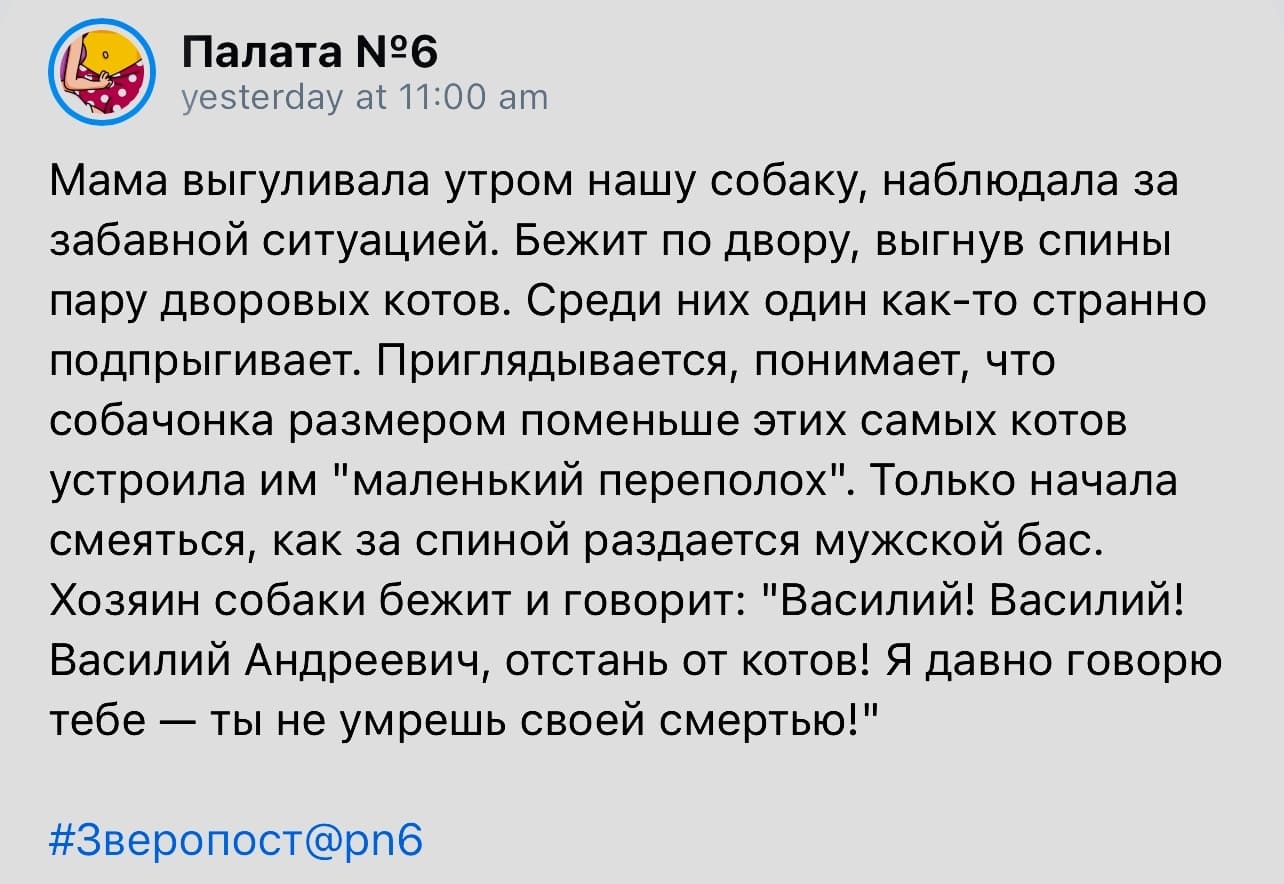 Мама выгуливала утром нашу собаку, наблюдала за забавной ситуацией. Бежит по двору, выгнув спины пару дворовых котов. Среди них один как-то странно подпрыгивает. Приглядывается, понимает, что собачонка размером поменьше этих самых котов устроила им «маленький переполох». Только начала смеяться, как за спиной раздаётся мужской бас. Хозяин собаки бежит и говорит: «Василий! Василий! Василий Андреевич, отстань от котов! Я давно говорю тебе — ты не умрёшь своей смертью!»