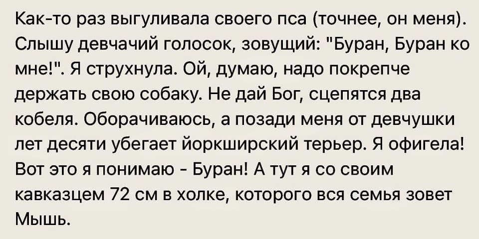 Как-то раз выгуливала своего пса (точнее, он меня). Слышу девчачий голосок, зовущий: «Буран, Буран ко мне!». Я струхнула. Ой, думаю, надо покрепче держать свою собаку. Не дай Бог, сцепятся два кобеля. Оборачиваюсь, а позади меня от девчушки лет десяти убегает йоркширский терьер. Я офигела! Вот это я понимаю — Буран! А тут я со своим кавказцем 72 см. в холке, которого вся семья зовет Мышь.