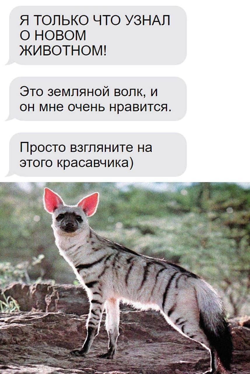 Я ТОЛЬКО ЧТО УЗНАЛ о новом ЖИВОТНОМ!
Это земляной волк, и он мне очень нравится.
Просто взгляните на этого красавчика.