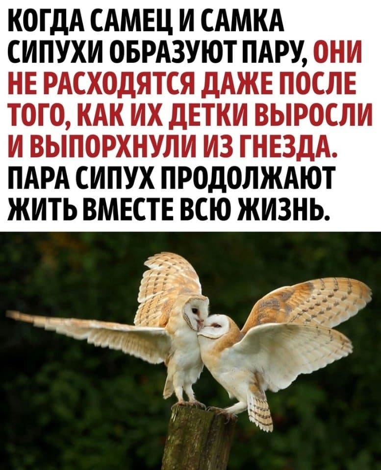 Когда самец и самка сипухи образуют пару, они не расходятся даже после того, как их детки выросли и выпорхнули из гнезда. Пара сипух продолжают жить вместе всю жизнь.