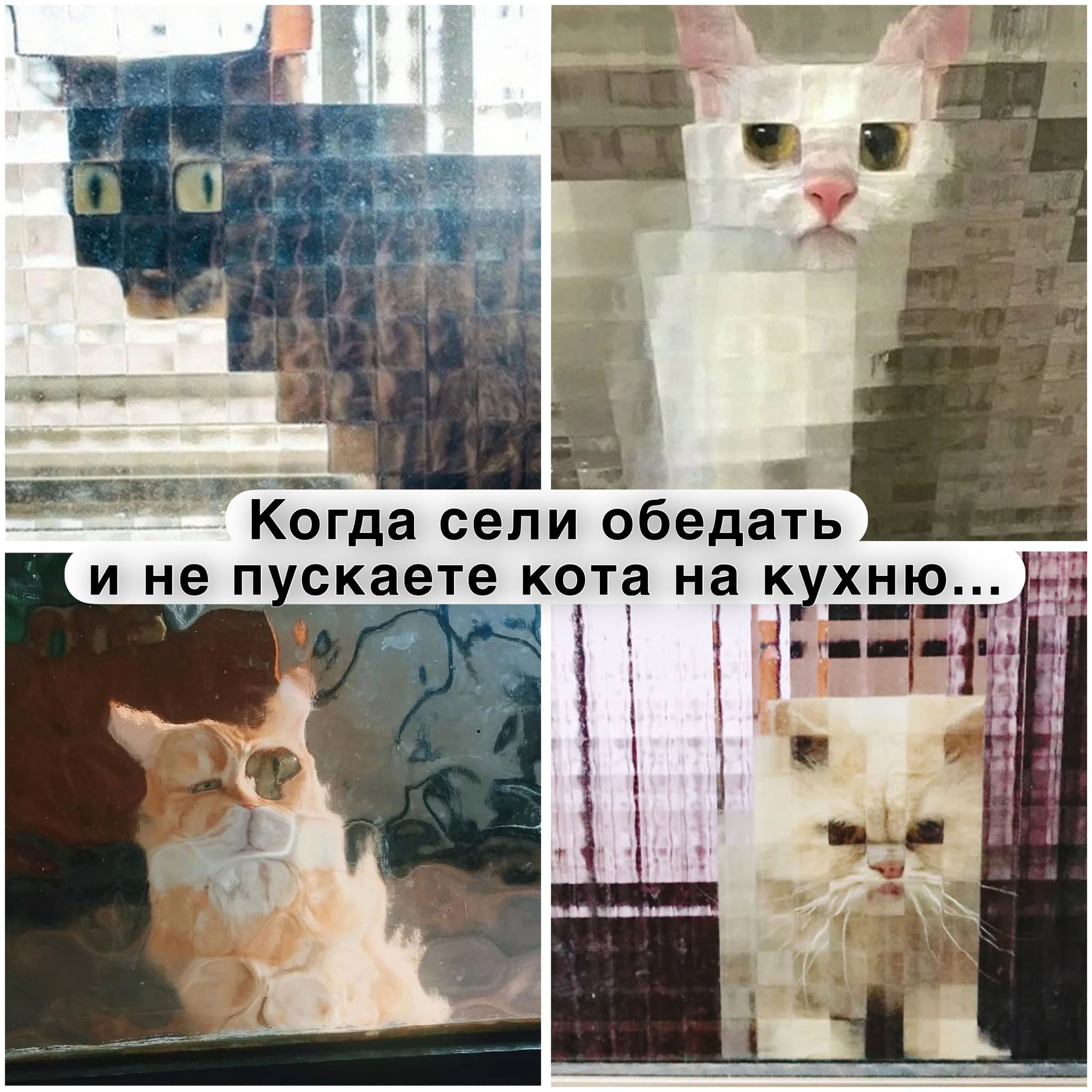 *Когда сели обедать за стол и не пускаете кота на кухню*