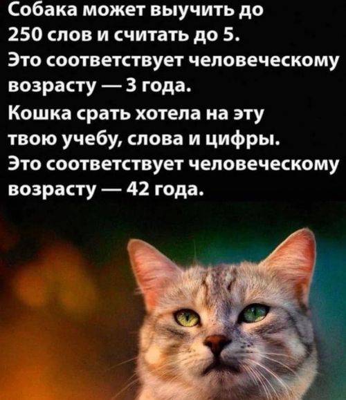 Собака может выучить до 250 слов и считать до 5.
Это соответствует человеческому возрасту — 3 года.
Кошка срать хотела на эту твою учебу, слова и цифры.
Это соответствует человеческому возрасту — 42 года.