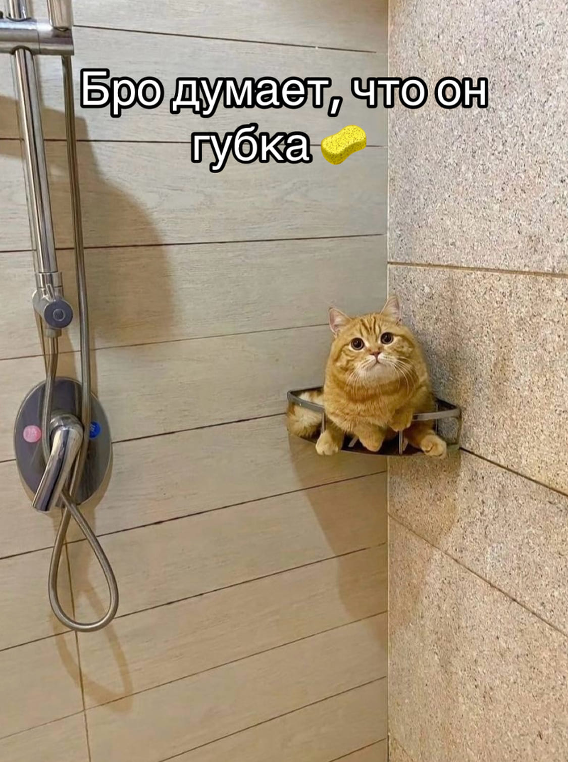 *Кот думает, что он губка*