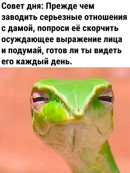 Совет дня: Прежде чем заводить серьёзные отношения с дамой, попроси её скорчить осуждающее выражение лица и подумай, готов ли ты видеть его каждый день.