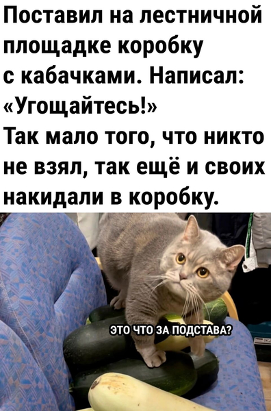 Поставил на лестничной площадке коробку с кабачками.
Написал: «Соседи, угощайтесь!»
Так мало того, что никто не взял, так ещё и своих накидали в коробку.