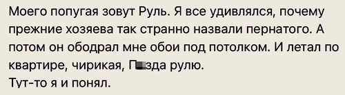 Моего попугая зовут Руль. Я все удивлялся, почему прежние хозяева так странно назвали пернатого. А потом он ободрал мне обои под потолком. И летал по квартире, чирикая: «П*зда рулю».
Тут-тo я и понял.