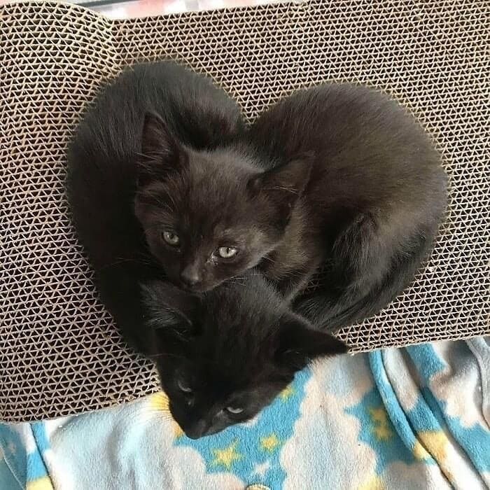 *Котосердечко*