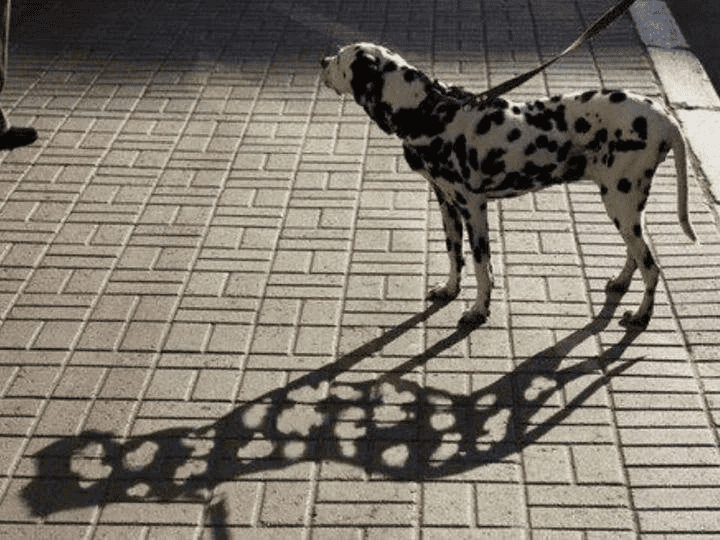 *Тень далматина*