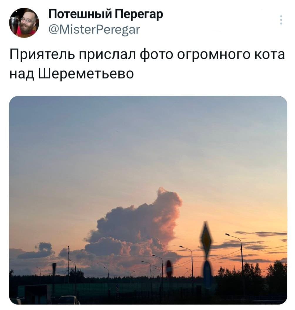 *Приятель прислал фото огромного кота над Шереметьево*