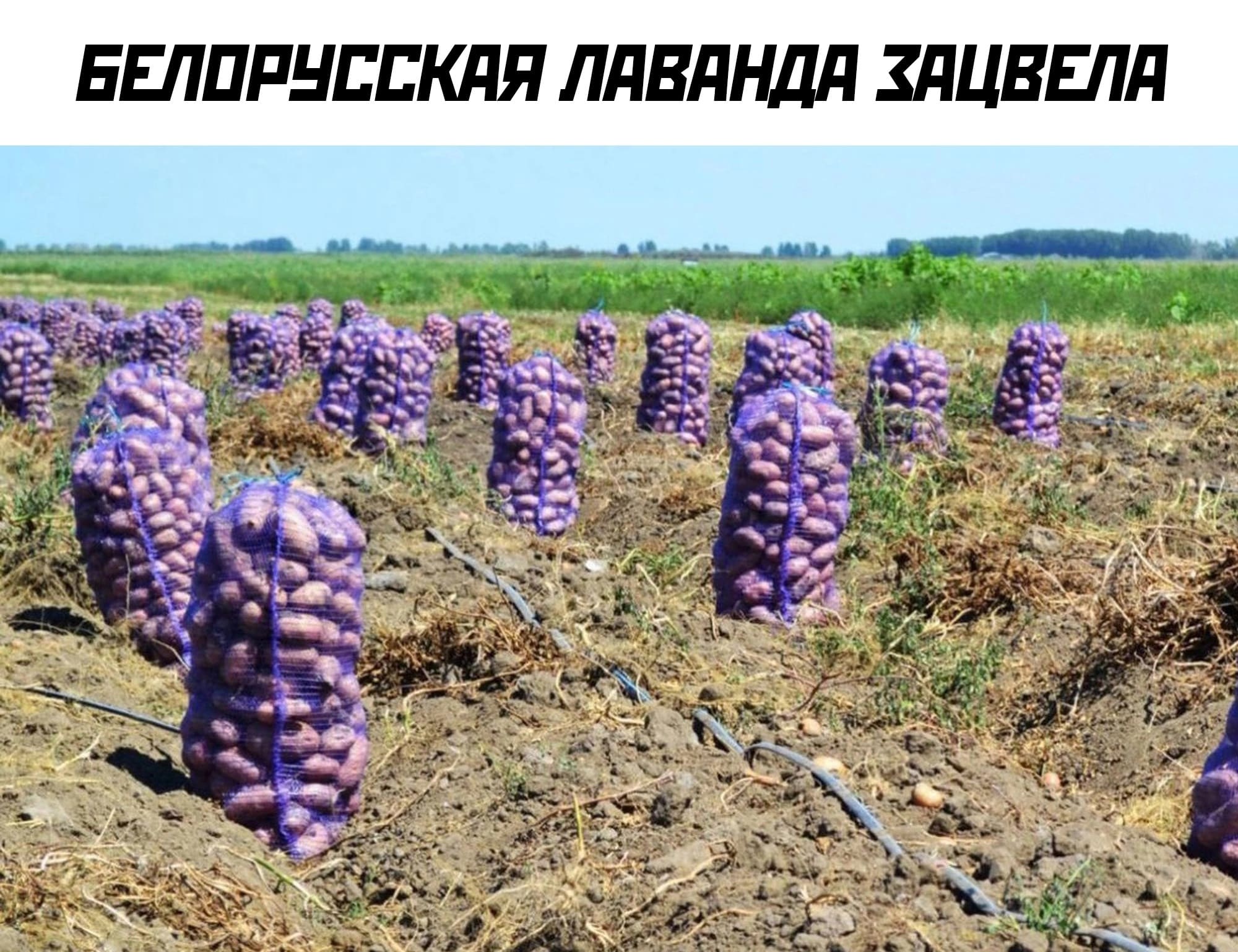 *Белорусская лаванда зацвела*