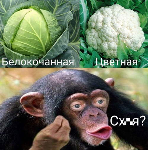 *Капуста белокочанная и цветная*