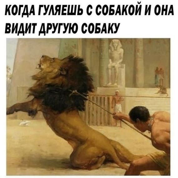 *Когда гуляешь с собакой и она видит другую собаку*