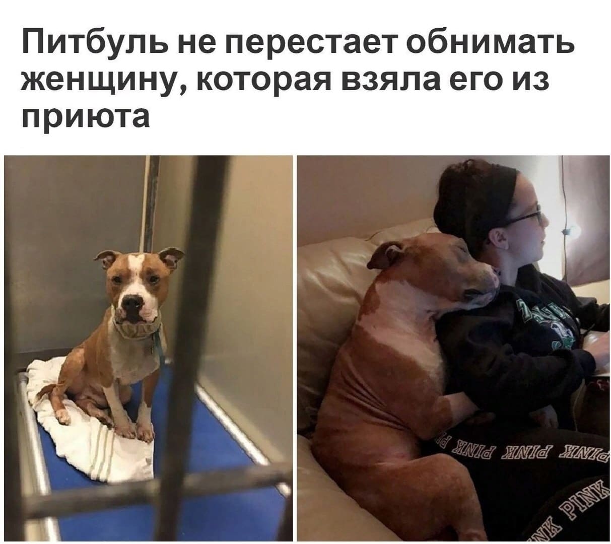 *Питбуль не перестаёт обнимать женщину, которая взяла его из приюта*