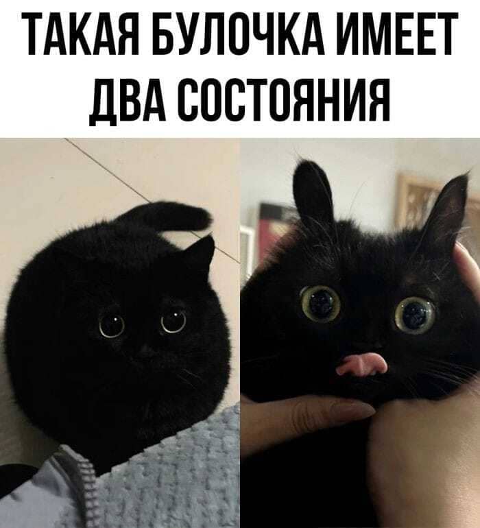 *ТАКАЯ БУЛОЧКА ИМЕЕТ ДВА СОСТОЯНИЯ*