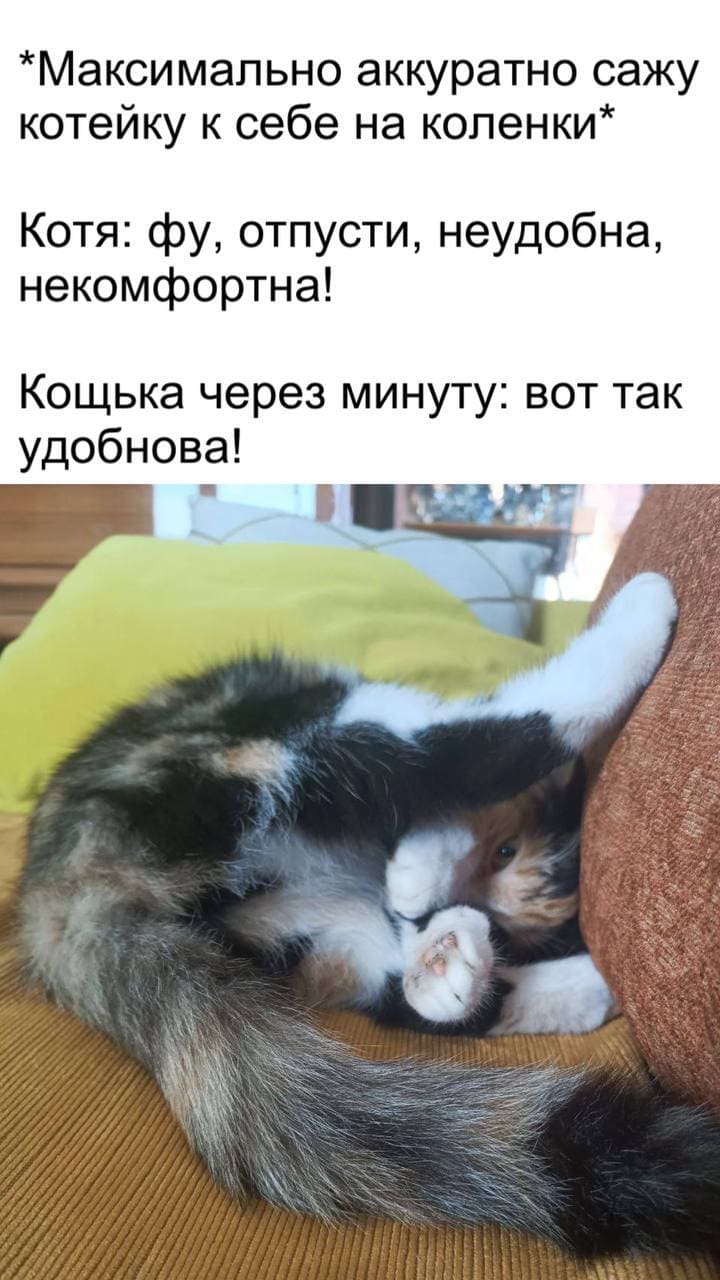 *Максимально аккуратно сажу котейку к себе на коленки*
Котя: фу, отпусти, неудобна, некомфортна!
Кощька через минуту: вот так удобнова!