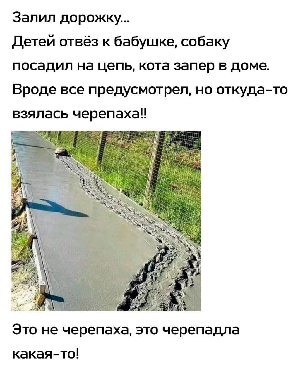 Залил дорожку...
Детей отвёз к бабушке, собаку посадил на цепь, кота запер в доме. Вроде все предусмотрел, но откуда-то взялась черепаха!!
Это не черепаха, это черепадла какая-то!