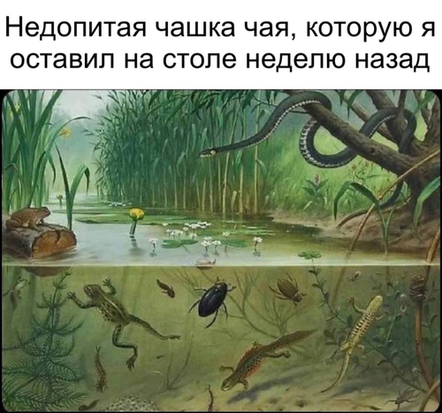 *Недопитая чашка чая, которую я оставил на столе неделю назад*