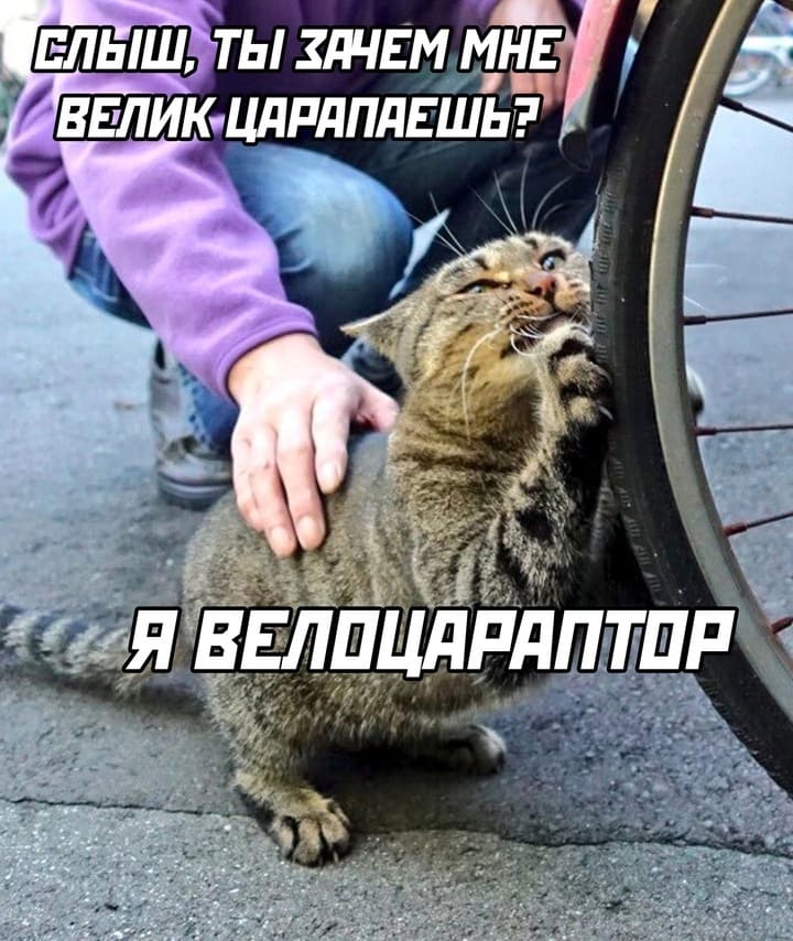 – Слышь, кот, ты зачем мой велик царапаешь?
– Я ВЕЛОЦИРАПТОР!