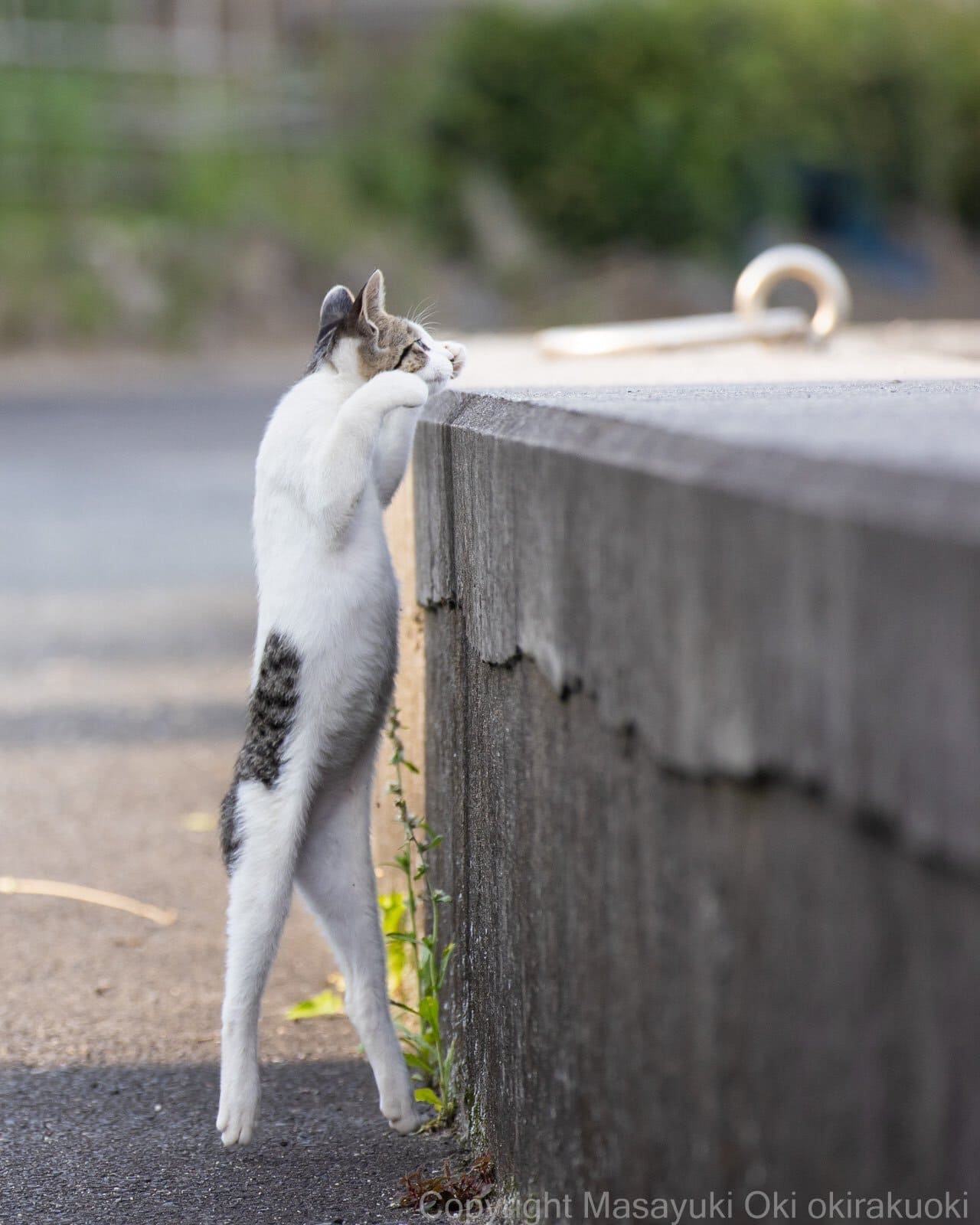 *Кот стоящий на задних лапах*