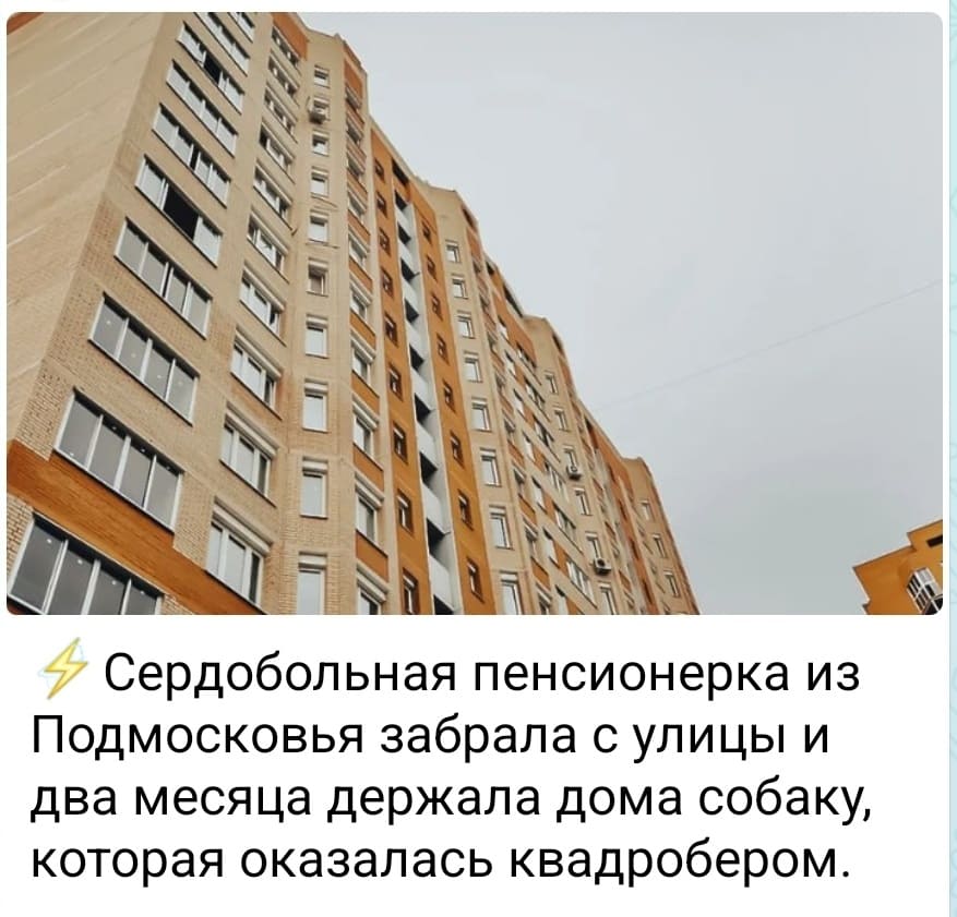 Сердобольная пенсионерка из Подмосковья забрала с улицы и два месяца держала дома собаку, которая оказалась квадробером.