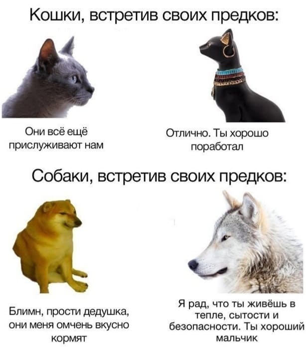 Кошки, встретив своих предков:
– Они всё ещё прислуживают нам.
– Отлично. Ты хорошо поработал.

Собаки, встретив своих предков:
– Блимн, прости дедушка, они меня омчень вкусно кормят.
– Я рад, что ты живёшь в тепле, сытости и безопасности. Ты хороший мальчик.