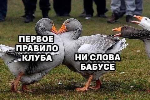 *Первое правило клуба — ни слова бабусе*