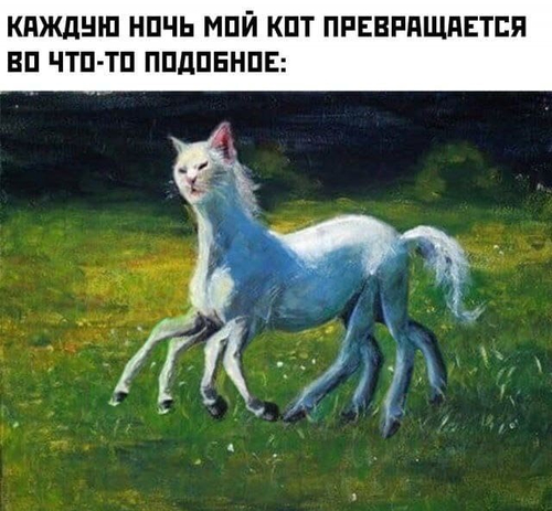 *КАЖДУЮ НОЧЬ МОЙ КОТ ПРЕВРАЩАЕТСЯ ВО ЧТО-ТО ПОДОБНОЕ*